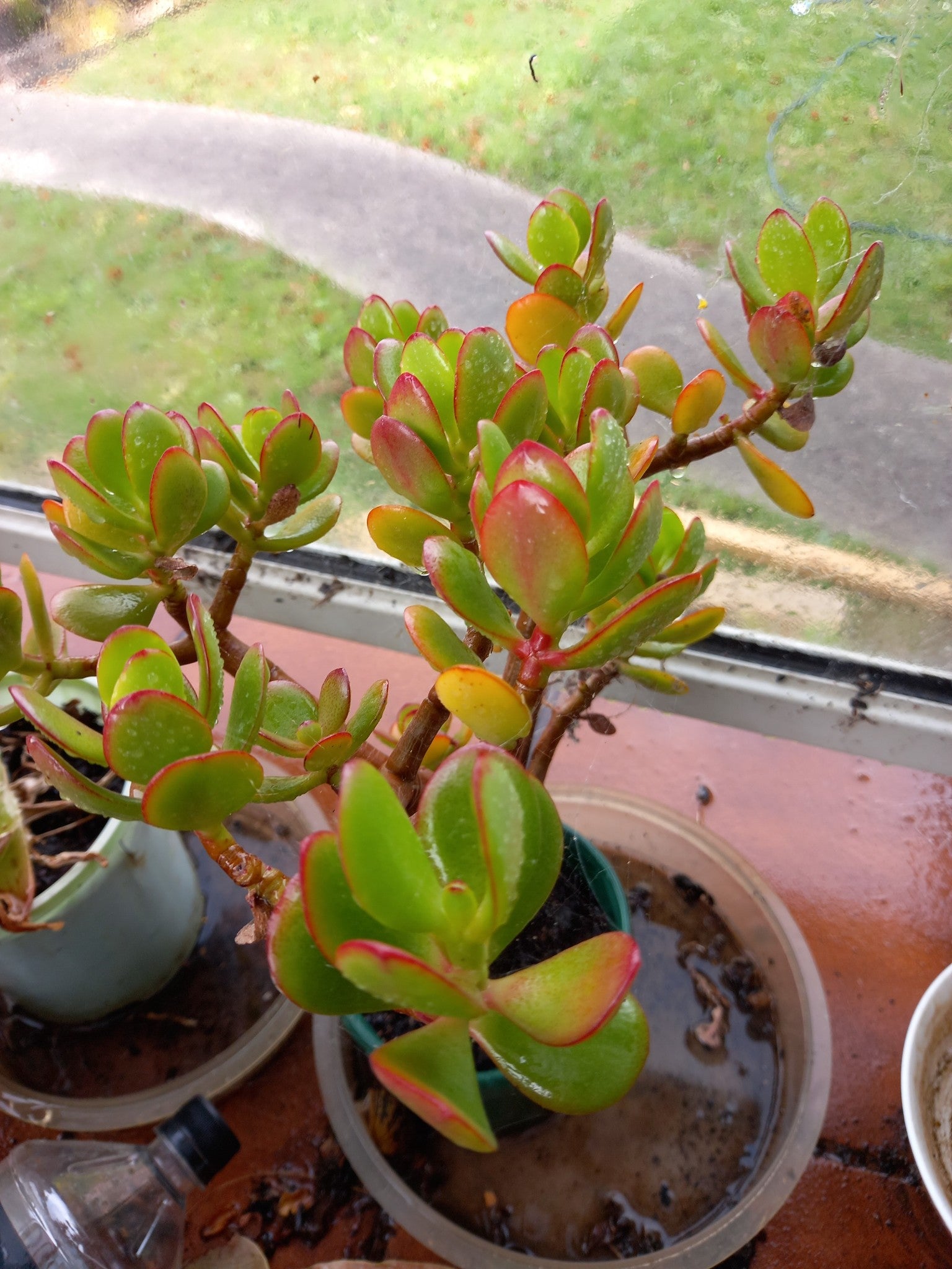 money tree succulent soil 1- 10 x Succulent Cuttings Jade Money Tree/ Succulents approx 20cm –  www.OZLOW.com.au