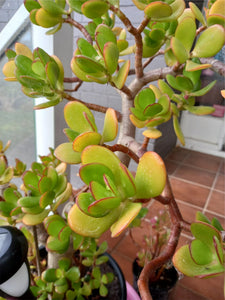 20cm jade plant money plant 1- 10 x Succulent Cuttings Jade Money Tree/ Succulents approx 20cm – www.OZLOW.com.au