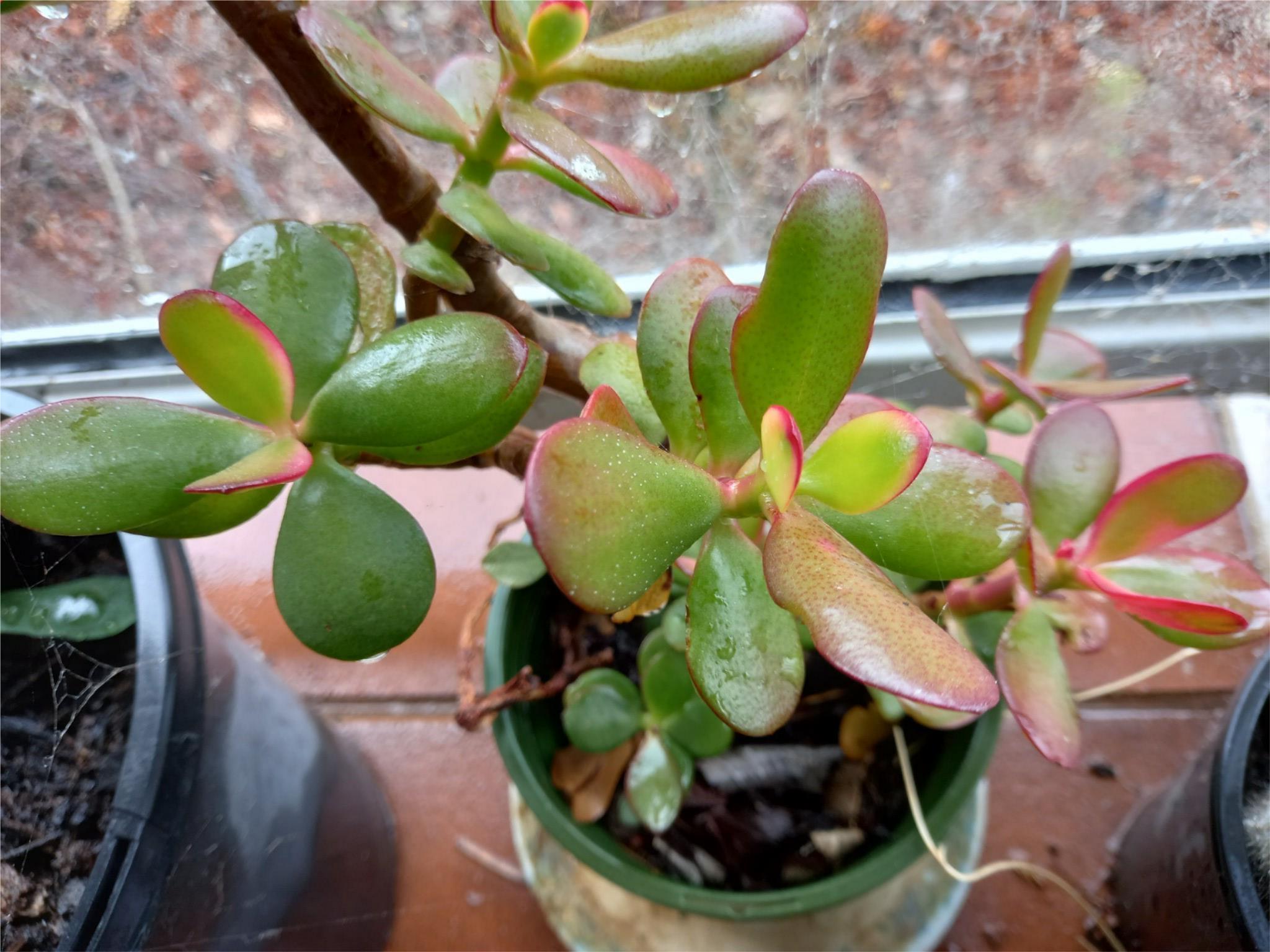 20cm jade plant money plant 1- 10 x Succulent Cuttings Jade Money Tree/ Succulents approx 20cm –  www.OZLOW.com.au