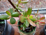 1-  10 x Succulent Cuttings Jade Money Tree/ Succulents approx 20cm