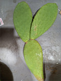 RABBIT 3 leaves edible Prickly Pear Cactus plant Cuttings Opuntia Ficus Indica